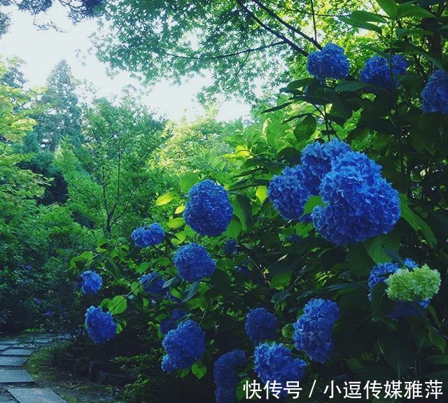 一场比樱花更浪漫的紫阳花之旅 要一起来么 快资讯 一场比樱花更浪漫的紫阳花之旅 要一起来么 快资讯