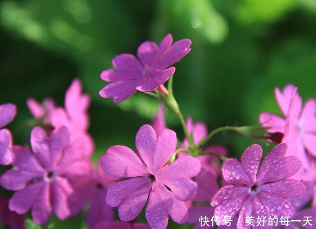 此花小巧玲珑十分可爱 让人感到十分浪漫 代表着爱情的真挚 快资讯