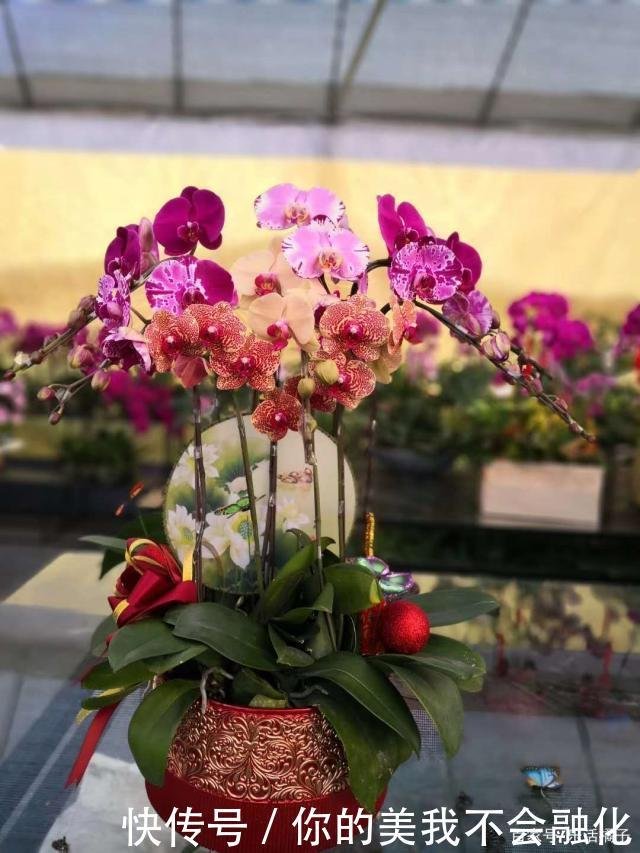蝴蝶兰 热销年花 射手狮子座幸运花 新手如何养护才能花开不断 快资讯