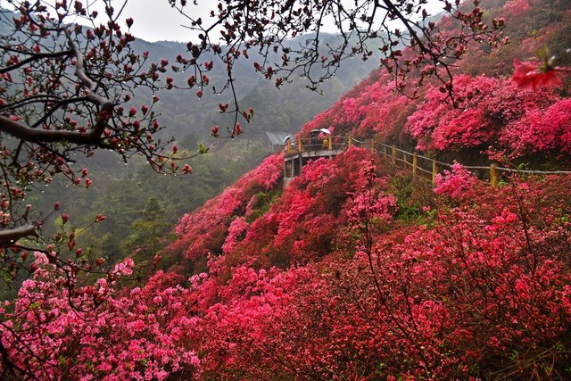 武汉云雾山 网红景点遇网红 却红不过满山映山红 快资讯