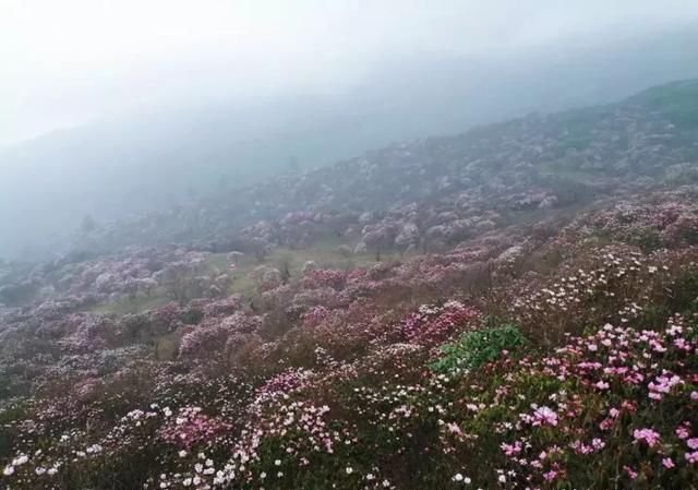 绵阳还有个网红 天国花园 万亩杜鹃花开满山 美到惊艳 快资讯