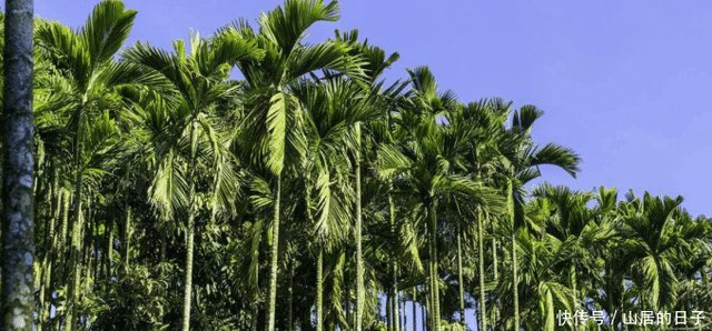 印度最奇葩的吃槟榔方法 点火之后放嘴里 还能治疗口腔溃疡 快资讯