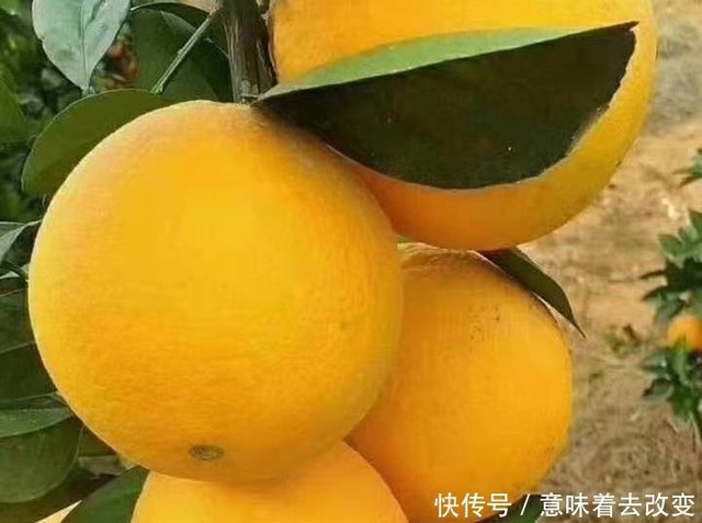 19龙勾脐橙文化节在冷杉良田花海 N影视基地隆重举行 快资讯