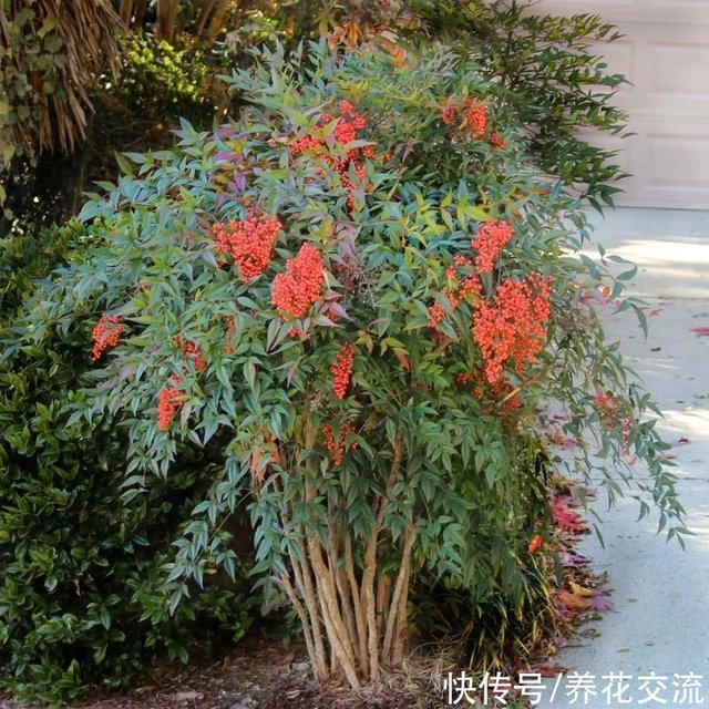 叶子如同羽毛状的南天竹 适合布置景观 冬季叶子会变成红色 快资讯