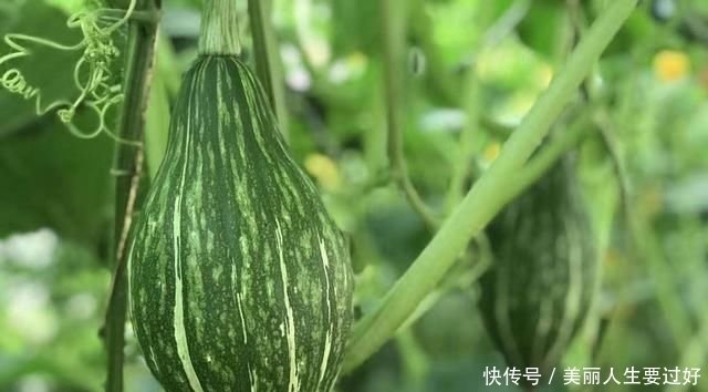 南瓜栽培 流星蜜南瓜口感细腻 甜腻 看看如何栽培 快资讯 南瓜栽培 流星蜜南瓜口感细腻 甜腻 看看如何栽培 快资讯