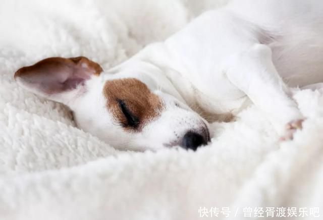 老年犬睡眠时间长 却容易被吵醒 如何让狗狗睡得更好 快资讯