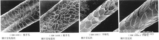 羊绒 绵羊毛 马海毛 羊驼毛 关于毛纤维的那些 快资讯