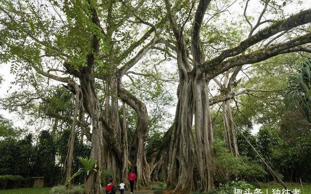 500多岁的老寿星 子孙满堂 用自己的身体撑起一片天地 快资讯