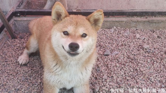 柴犬价格多少钱一只幼犬 为什么有的柴犬很便宜 快资讯