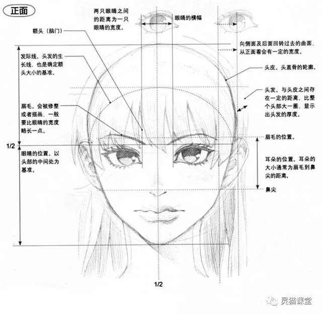 绘画漫画角色基础教程 面部的比例与画法 快资讯
