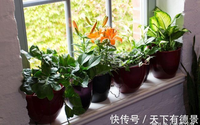 家里的盆栽植物土面长满白色毛毛 这些霉菌对人和植物有害吗 快资讯