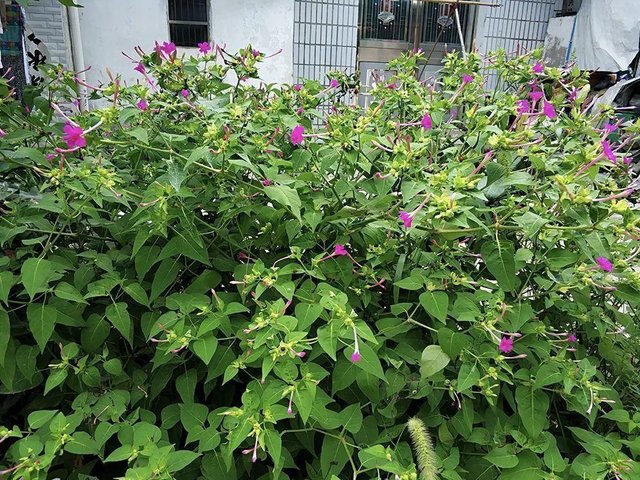 一种外来植物 俗称 地雷花 你可能玩过 但却不知它价值很高 快资讯