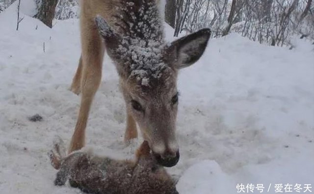 素食动物同样爱吃肉 猴子爱吃鱼 兔子爱吃鸡 快资讯