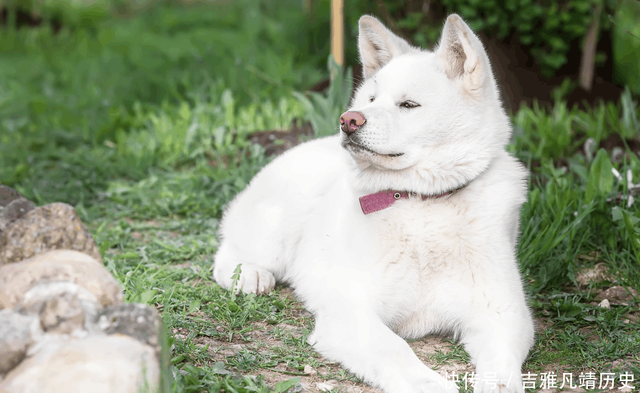 关于秋田犬的白色毛发 快资讯