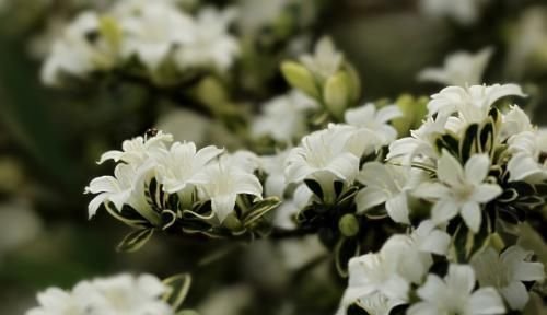 金边六月雪价值高 开花满树白花 清新淡雅适合养成盆景 快资讯