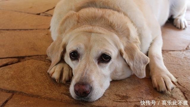 狗狗便秘便臭怎么办 喝水没用 这5大方法才是便秘的 终结者 快资讯