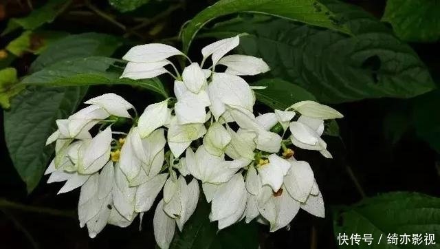 国家 级保护濒危珍稀物种 异形玉叶金花 快资讯