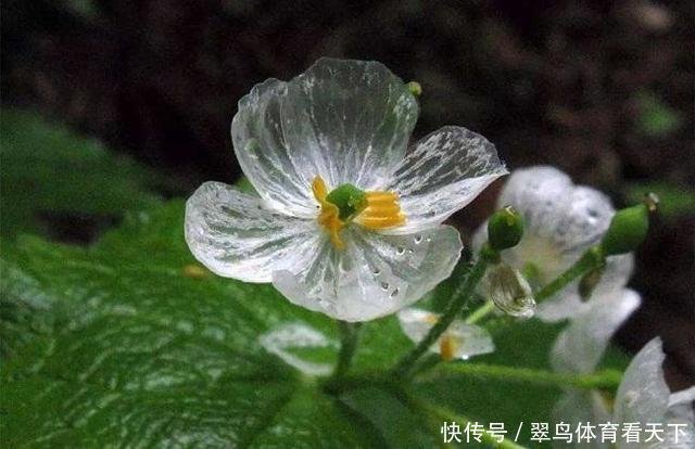 这种花太神奇了 花瓣透明纹路都一清二楚 名叫山荷叶你认识吗 快资讯
