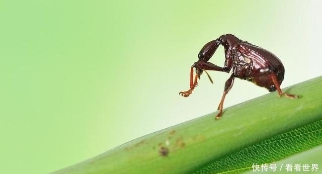 盘点大自然中 各种各样 形形色色的象甲虫 快资讯 盘点大自然中 各种各样 形形色色的象甲虫 快资讯