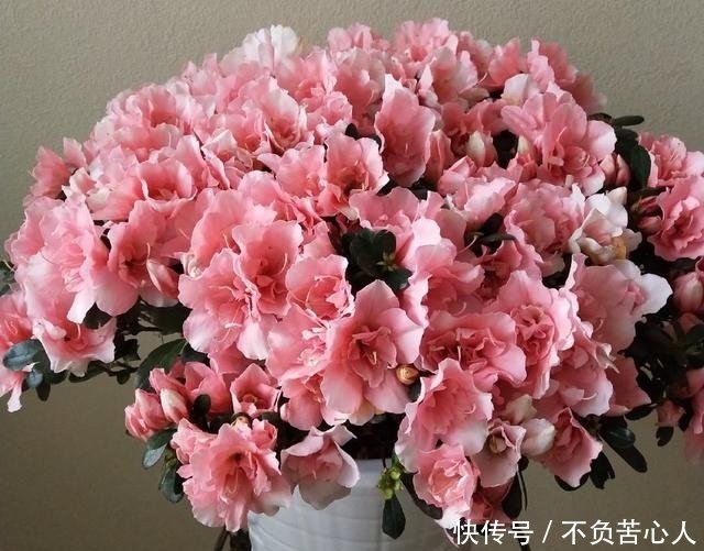 养杜鹃花 11月做好 2步 过年就能开花 花朵又多又美又鲜艳 快资讯 养杜鹃花 11月做好 2步 过年就能开花 花朵又多又美又鲜艳 快资讯