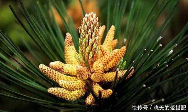 松花粉到底有啥功效 对花粉过敏的人 其实不建议食用 快资讯 松花粉到底有啥功效 对花粉过敏的人 其实不建议食用 快资讯