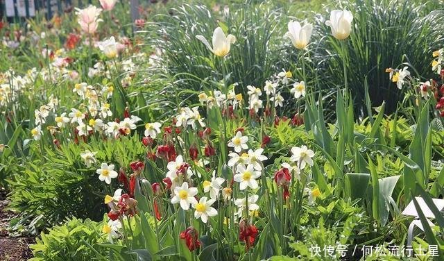 这些早春开花的球茎花卉 水培和土培差距多大呢 快资讯 这些早春开花的球茎花卉 水培和土培差距多大呢 快资讯