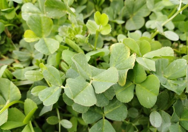 江南人 春天常吃的这种野菜是一味中药 你吃过吗 快资讯 江南人 春天常吃的这种野菜是一味中药 你吃过吗 快资讯