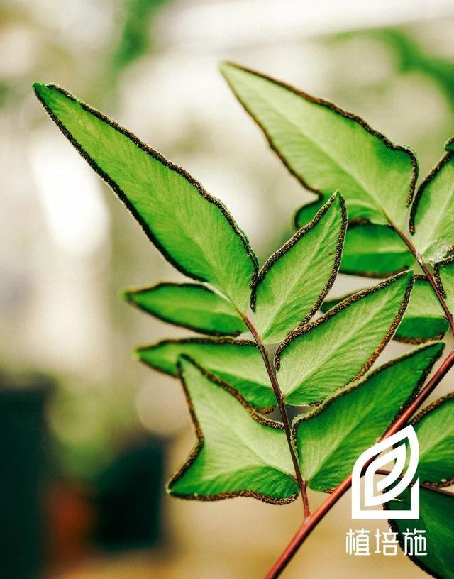 植培施 凤尾蕨pteris Multifida 蕨类植物栽培手册 快资讯