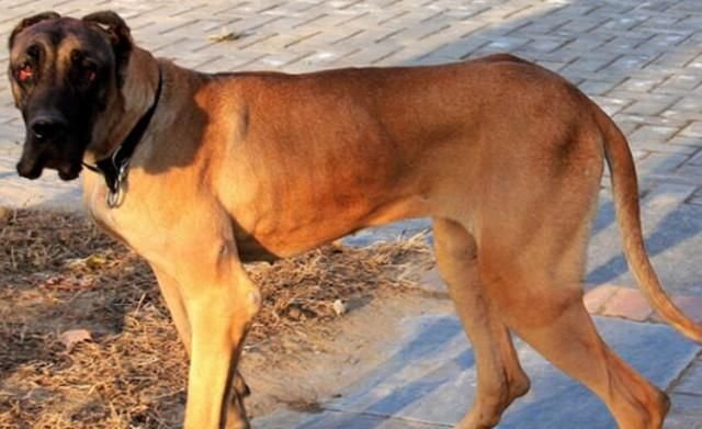 大丹犬近来食欲不振 宠主带去医院检查 检查结果让她傻了眼 快资讯