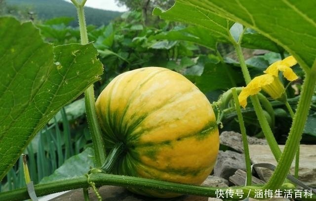 南瓜光开花不结瓜怎么办 教您5招 促进瓜秧坐果多 结果大 快资讯 南瓜光开花不结瓜怎么办 教您5招 促进瓜秧坐果多 结果大 快资讯