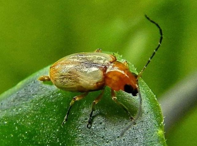 蔬菜叶甲怎么防治 快资讯