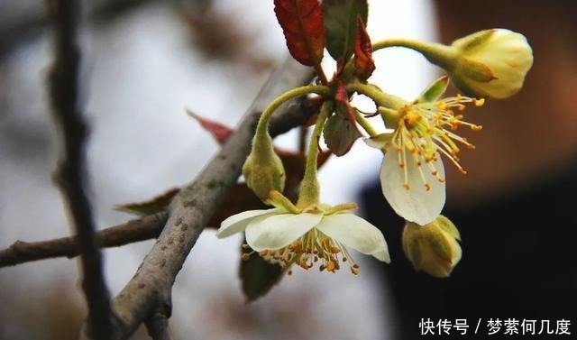 台湾林檎 苹果属海棠花开第一枝 快资讯