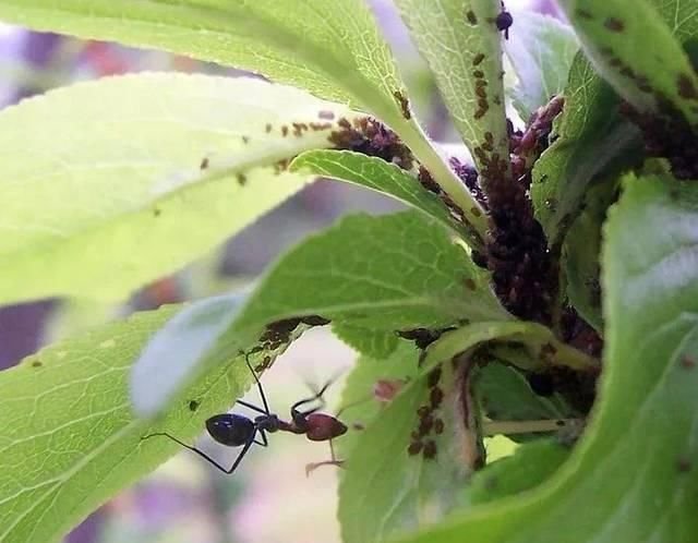 2种暴力清除蚜虫的方法 在厨房就能找到杀虫材料 快资讯