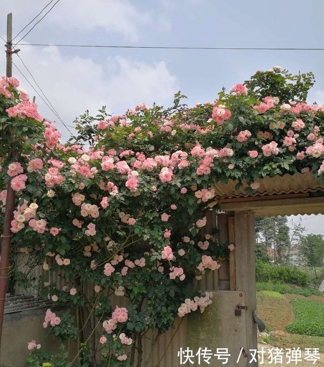 养花不如养盆紫雾泡泡 温度高就能开花 花朵美艳又迷人 超美 快资讯 养花不如养盆紫雾泡泡 温度高就能开花 花朵美艳又迷人 超美 快资讯