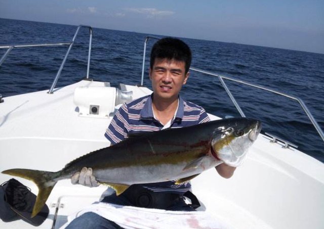 黄条鰤处理全解 原来杀鱼的时候这样做 鱼乖乖不会动 快资讯