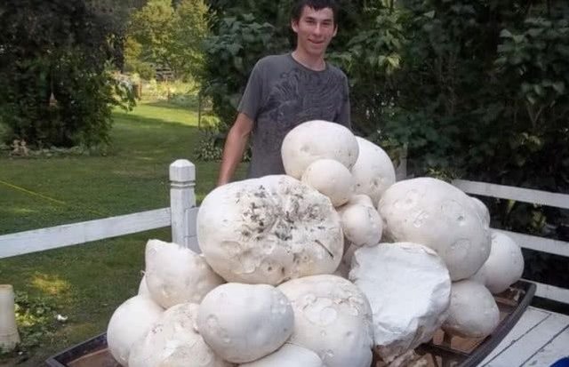 很少见的蘑菇 马勃菇 巨型白地菇都是它 这大蘑菇你吃过吗 快资讯