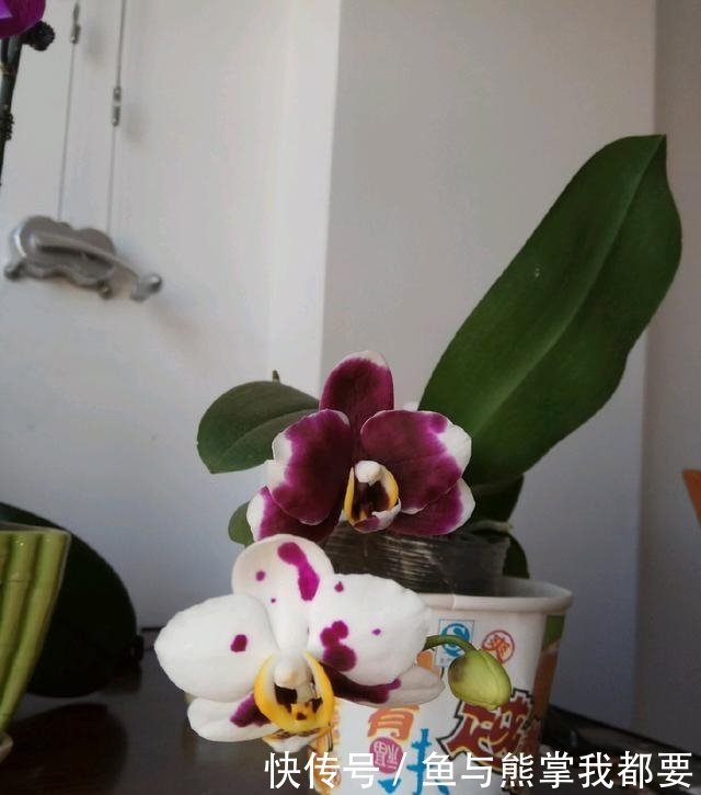 谢花的蝴蝶兰换盆 用水苔好还是苔藓好 蝴蝶兰二次开花妙招 快资讯