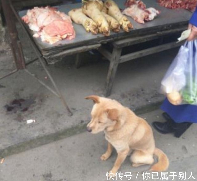 流浪土狗每天坚守猪肉摊前 仅仅是为了肉摊老板施舍一口食物 快资讯 流浪土狗每天坚守猪肉摊前 仅仅是为了肉摊老板施舍一口食物 快资讯