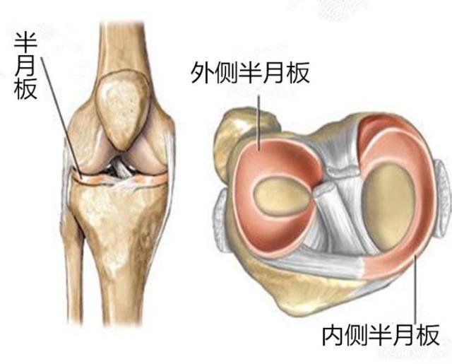 半月板的作用是什么 半月板的构造 半月板损伤必须手术治疗吗 快资讯