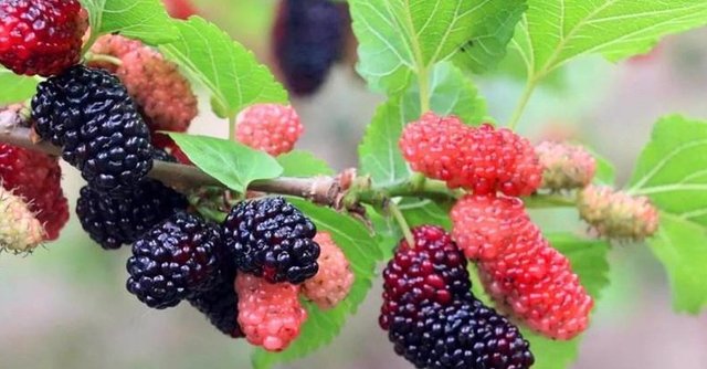 为何住宅附近不能种桑树 古人在一则故事中说出答案 快资讯