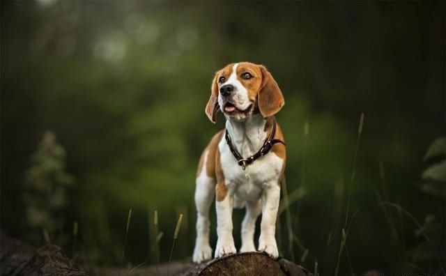 比格犬作为猎犬的代表 如何训练它们才好 狗狗大明星 快资讯