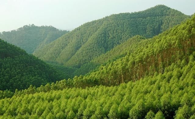 天然林和人工林的林分定义 林分特点有哪些不同 如何区划界定 快资讯