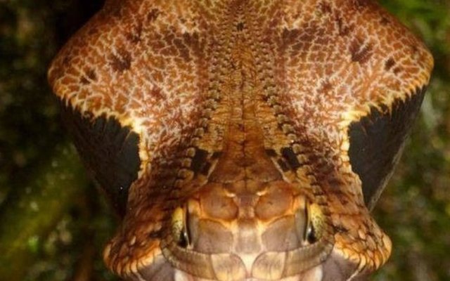 男子深山里砍柴 在树枝上发现 蛇头 细看后不淡定了 快资讯