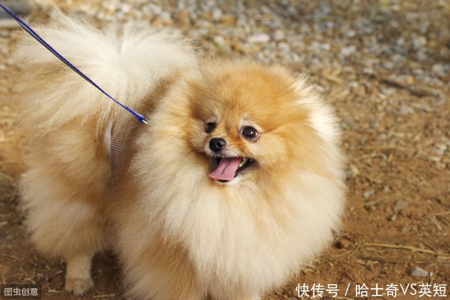 博美犬价格多少钱一只 影响价格的因素有6个 快资讯