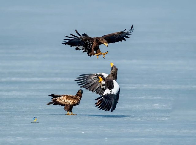 白尾海雕 国际旅游摄影网推荐拍摄鸟类 快资讯