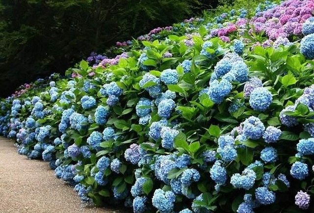 今年绣球花没开花需要修枝吗 快资讯