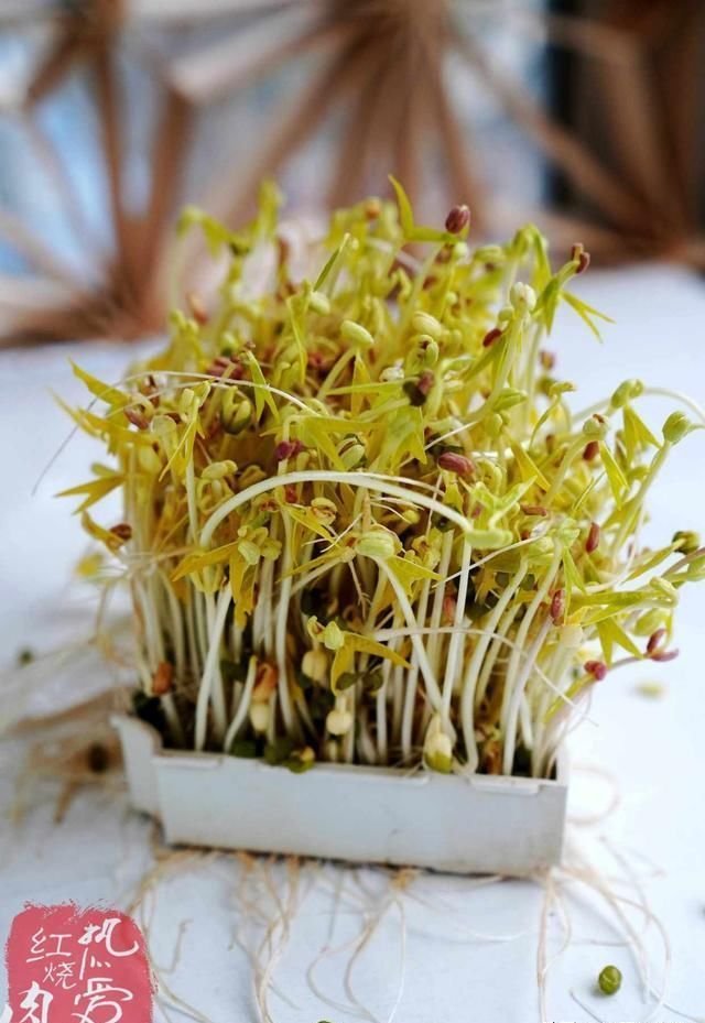 自己发的绿豆芽总是会发红 吃着有点苦 跟我学这么做保证不苦了 快资讯