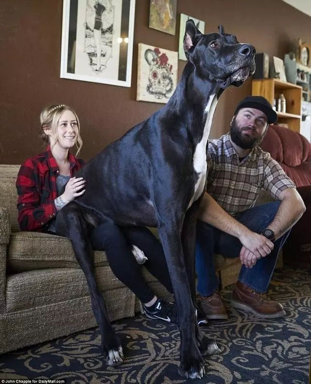 跟狼打架 稳坐世界最大犬吉尼斯记录 这只狗狗厉害了 快资讯