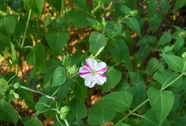 紫茉莉 伊可不是茉莉花 快资讯