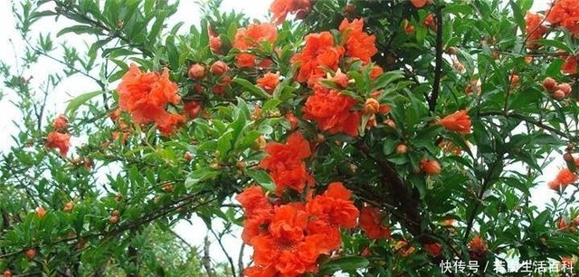农村庭院种植这些树木 花开不断 结果多多 还特别好种 快资讯